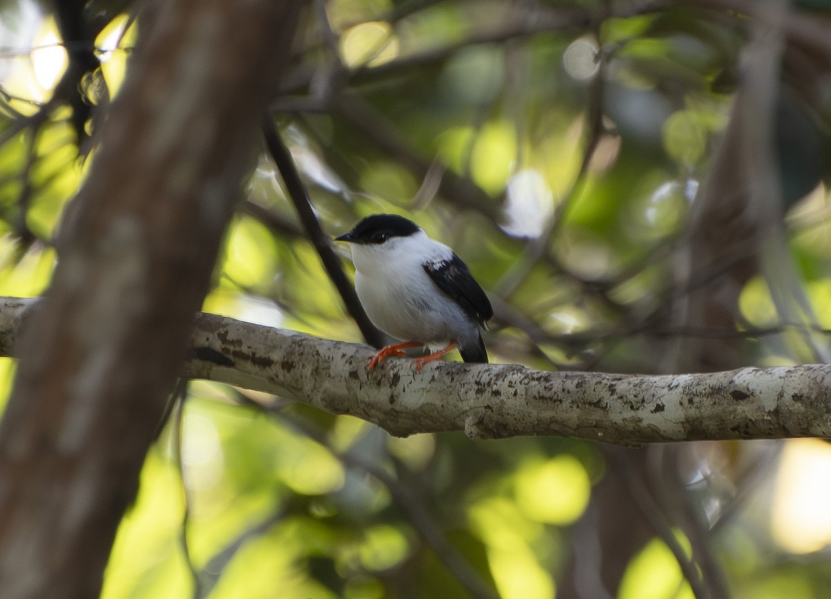 White-bearded Manakin - ML652052128