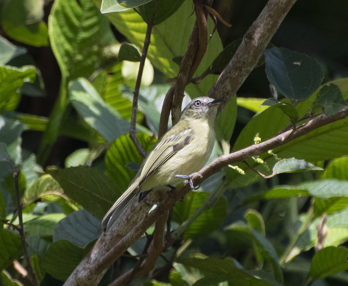 Gray-crowned Flatbill - ML652052139