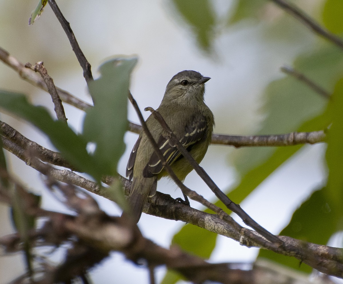 Yellow-crowned Tyrannulet - ML652052146