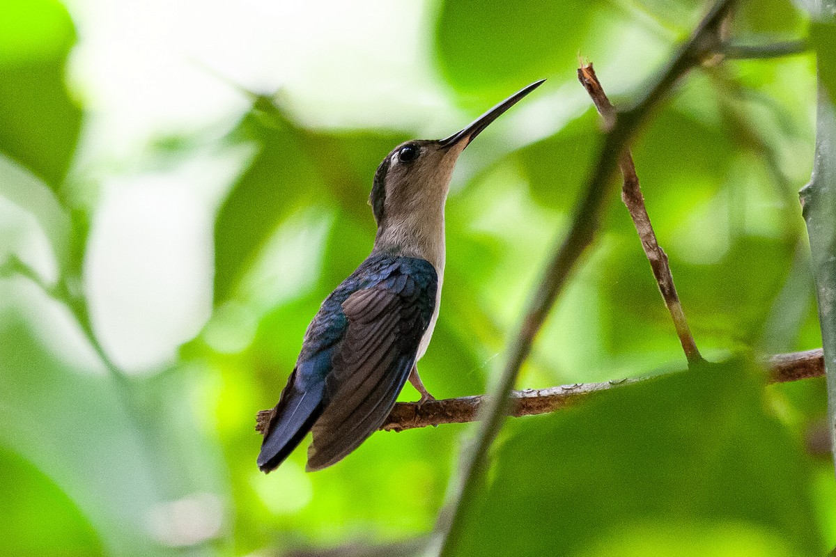 mexicosabelvinge - ML652052512