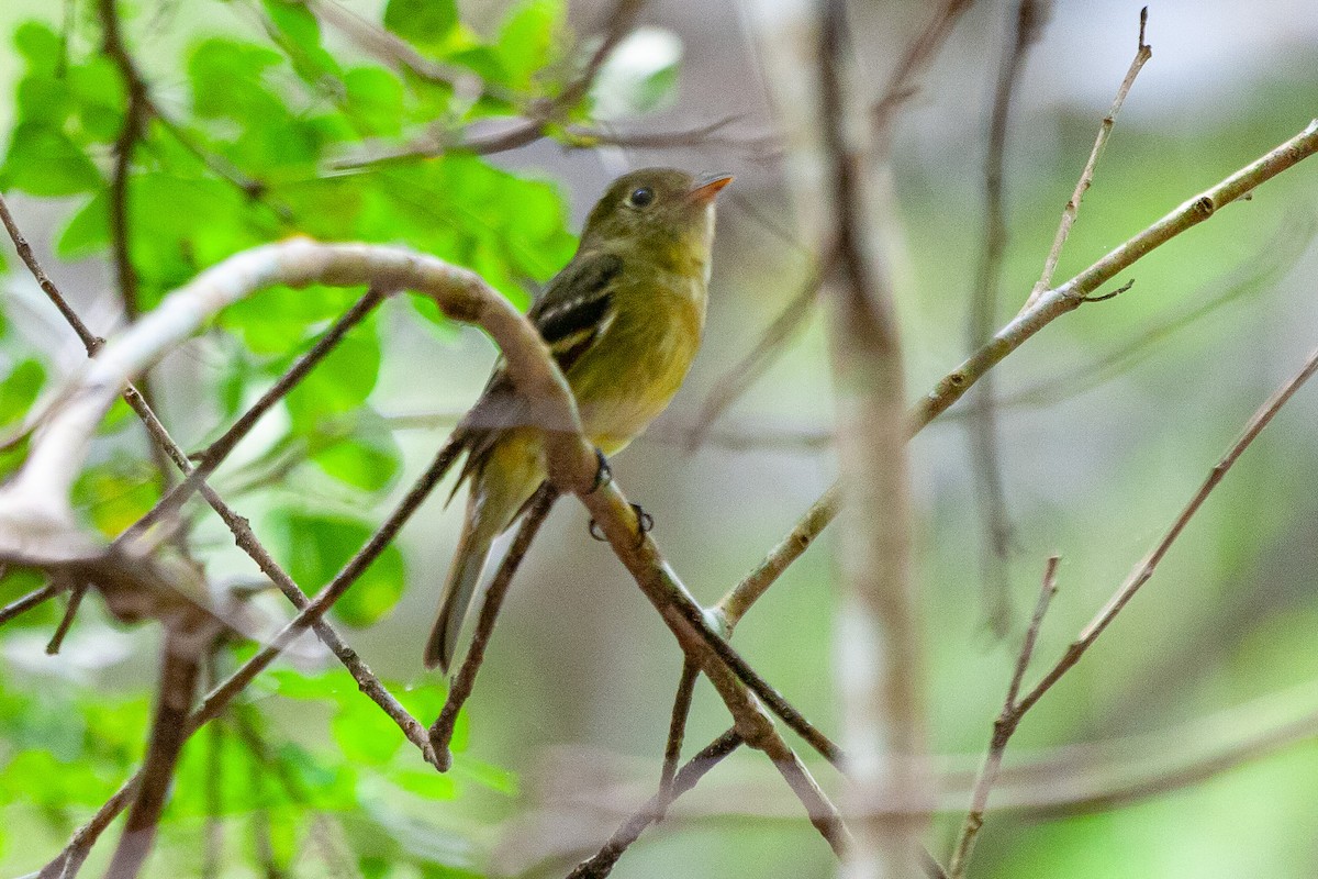 Желтобрюхий мухолов - ML652052699