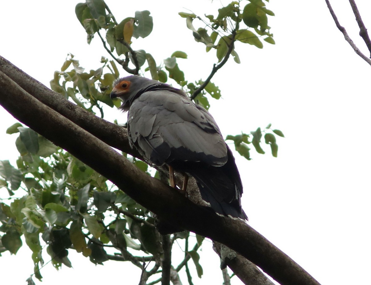 チュウヒダカ - ML652052743