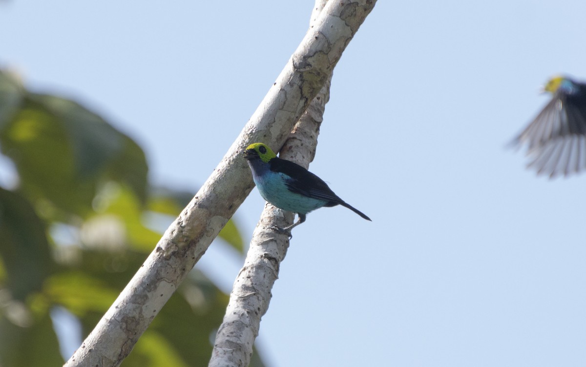 Paradise Tanager - ML652052764