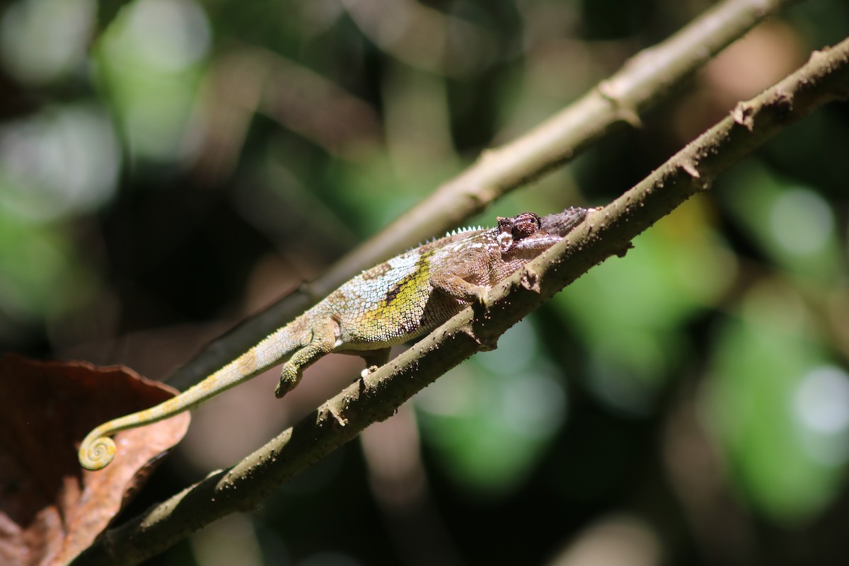 Насекомые - ML652052921