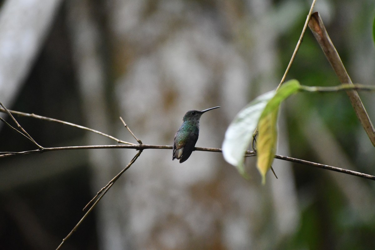 コガネオハチドリ - ML652053052