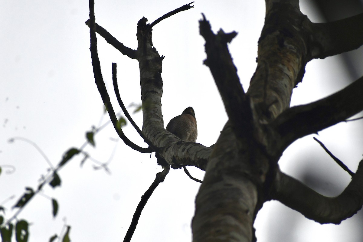 オオハシノスリ - ML652053175