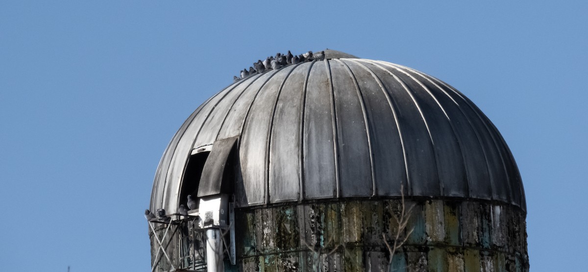 Сизый голубь (Одомашненного типа) - ML652053201