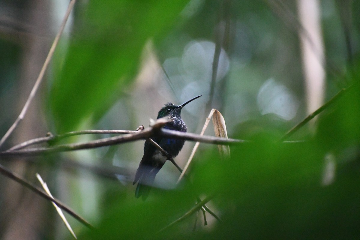 エンビモリハチドリ - ML652053354