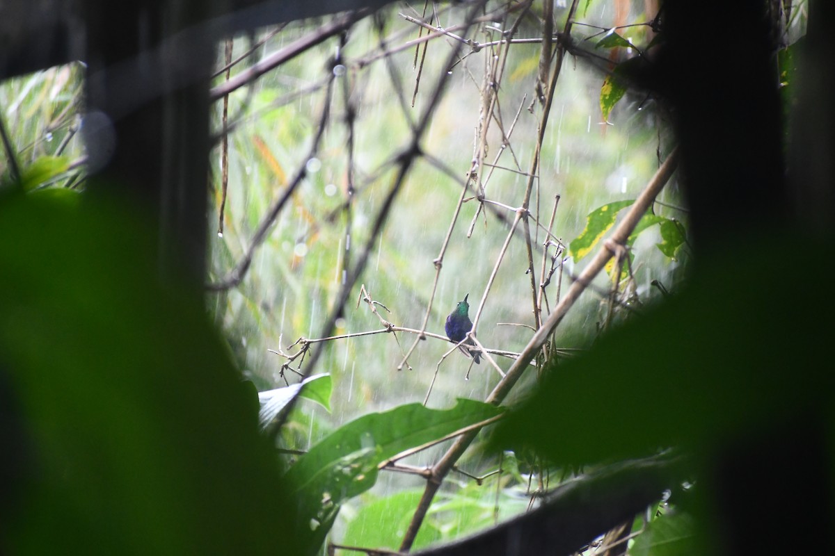 エンビモリハチドリ - ML652053355