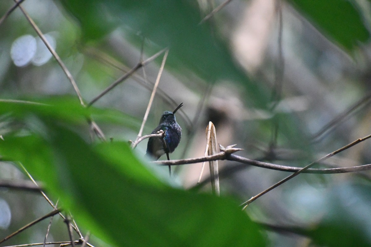 エンビモリハチドリ - ML652053356