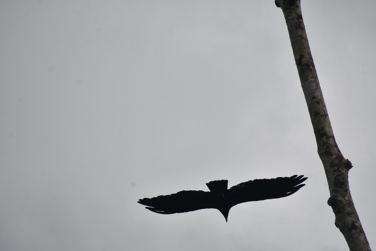 オオキガシラコンドル - ML652053363