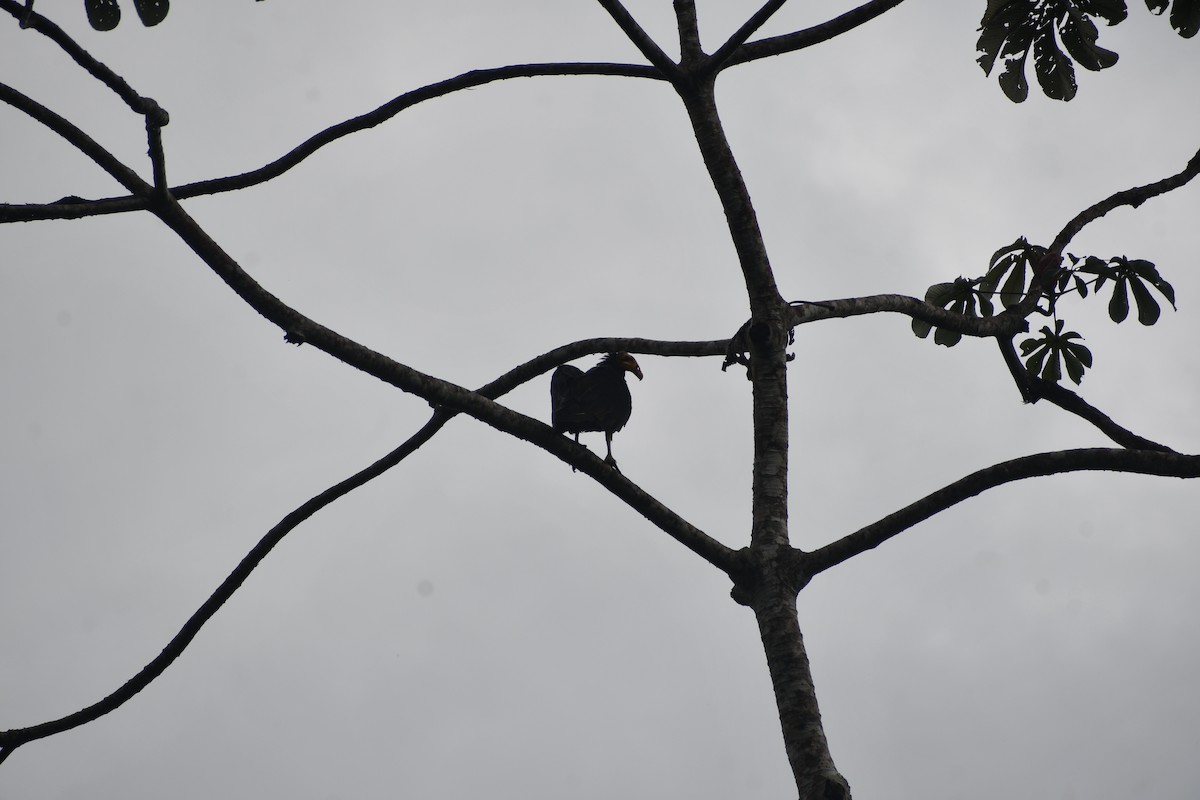 オオキガシラコンドル - ML652053364