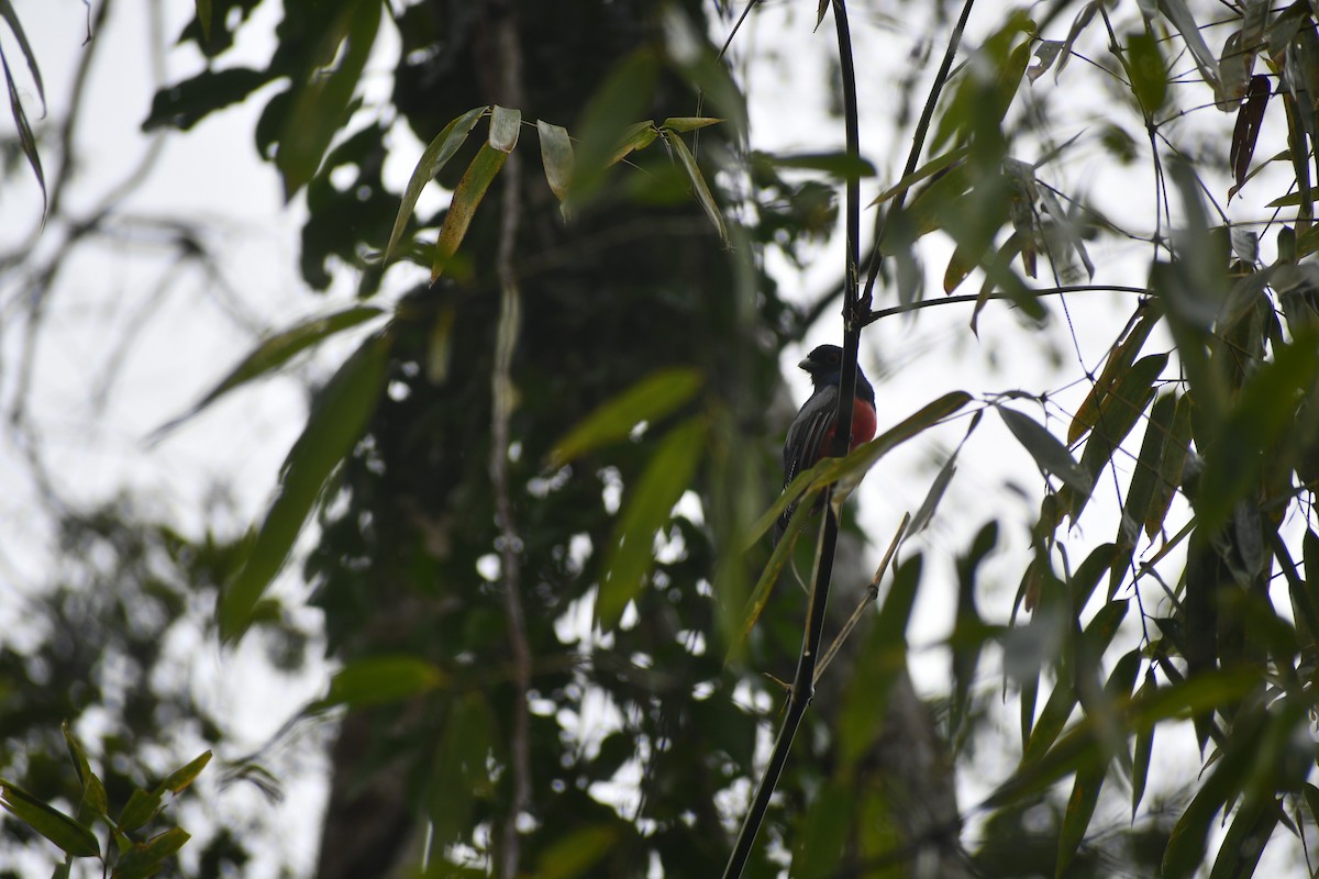 ズアオキヌバネドリ - ML652053383