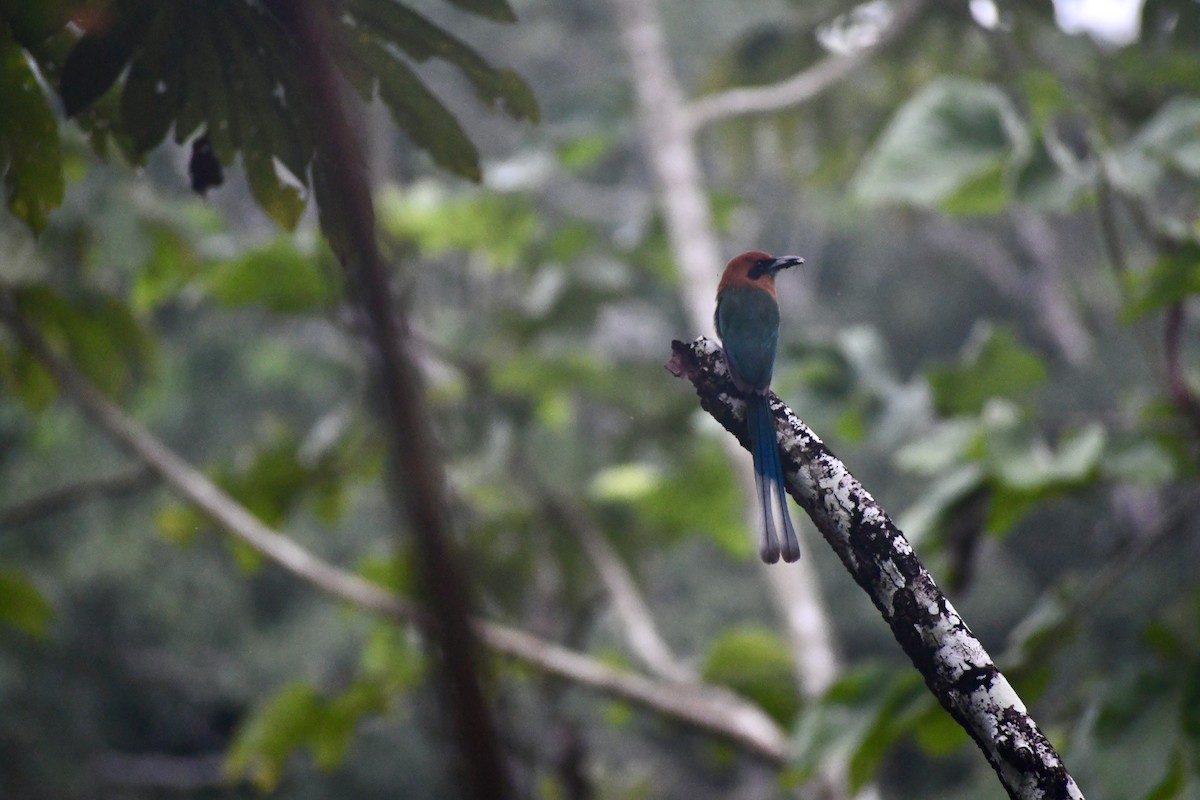 ヒロハシハチクイモドキ - ML652053393