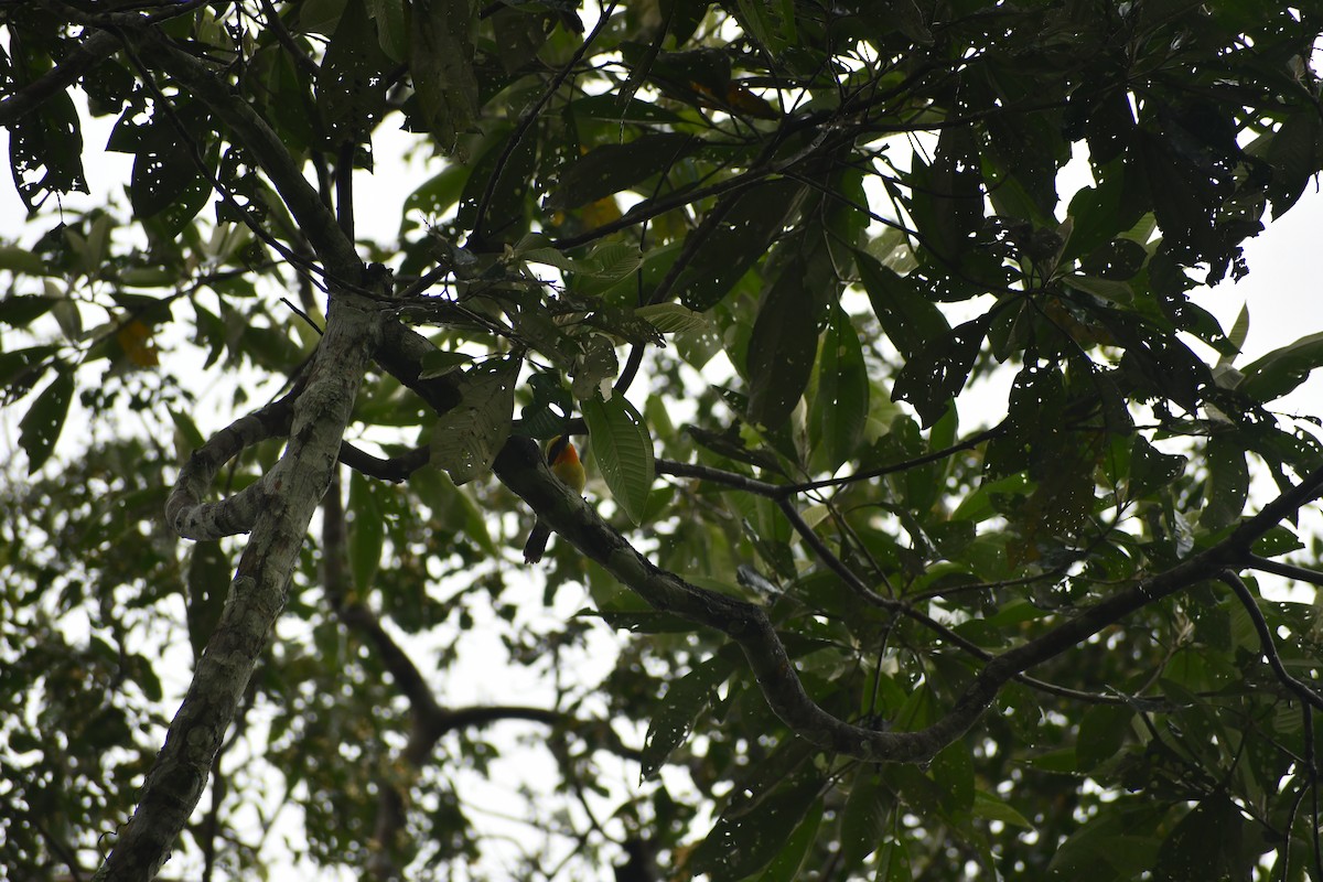 オウゴンゴシキドリ - ML652053417