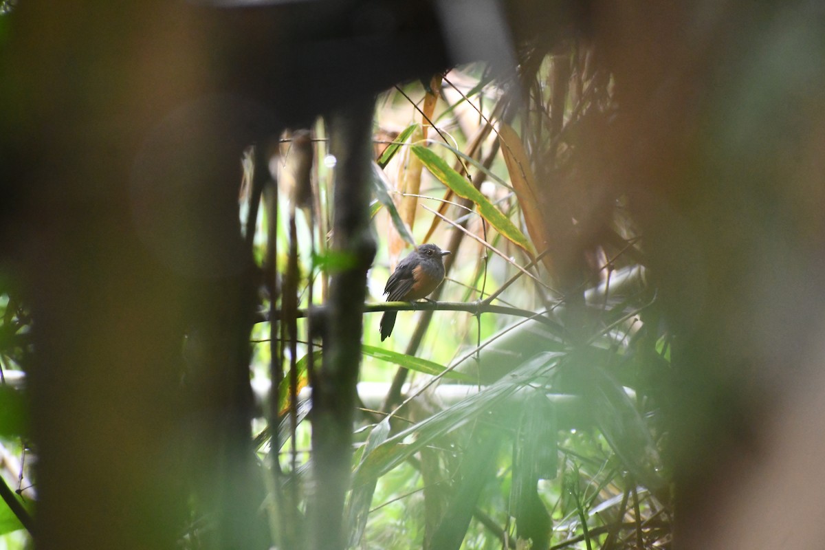 アオグロアリモズ - ML652053444