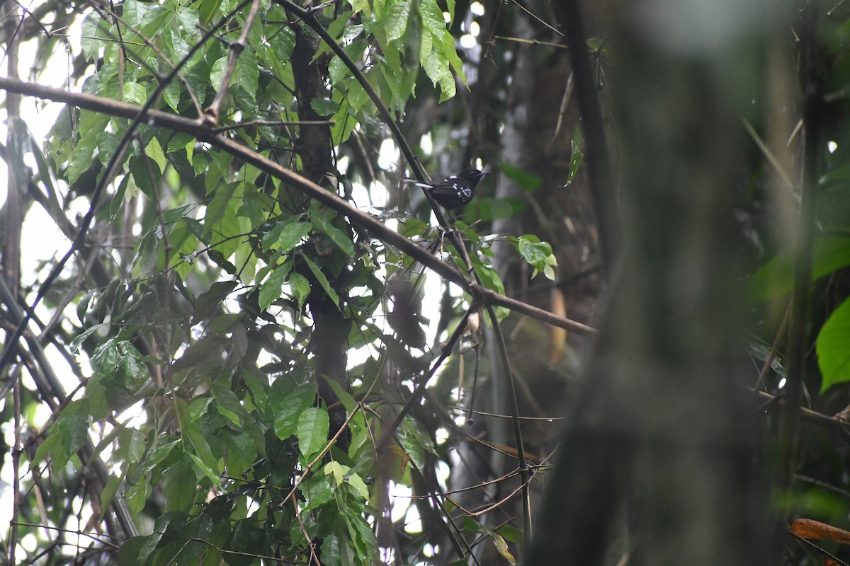 シロボシアリサザイ - ML652053464