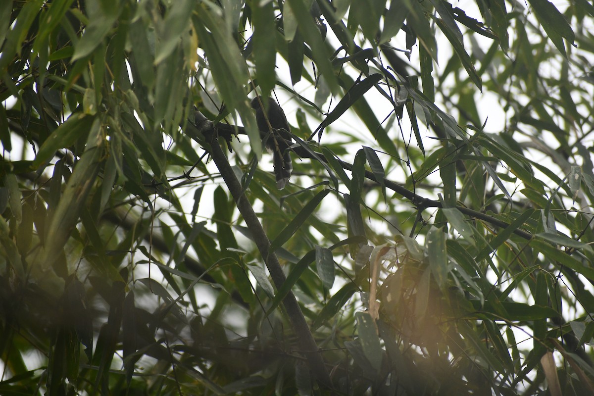 ハイイロアリドリ - ML652053494