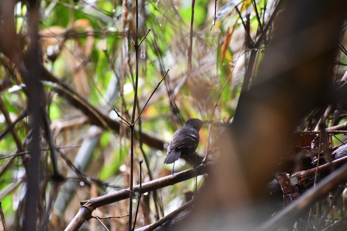 ズアカアリドリ - ML652053531