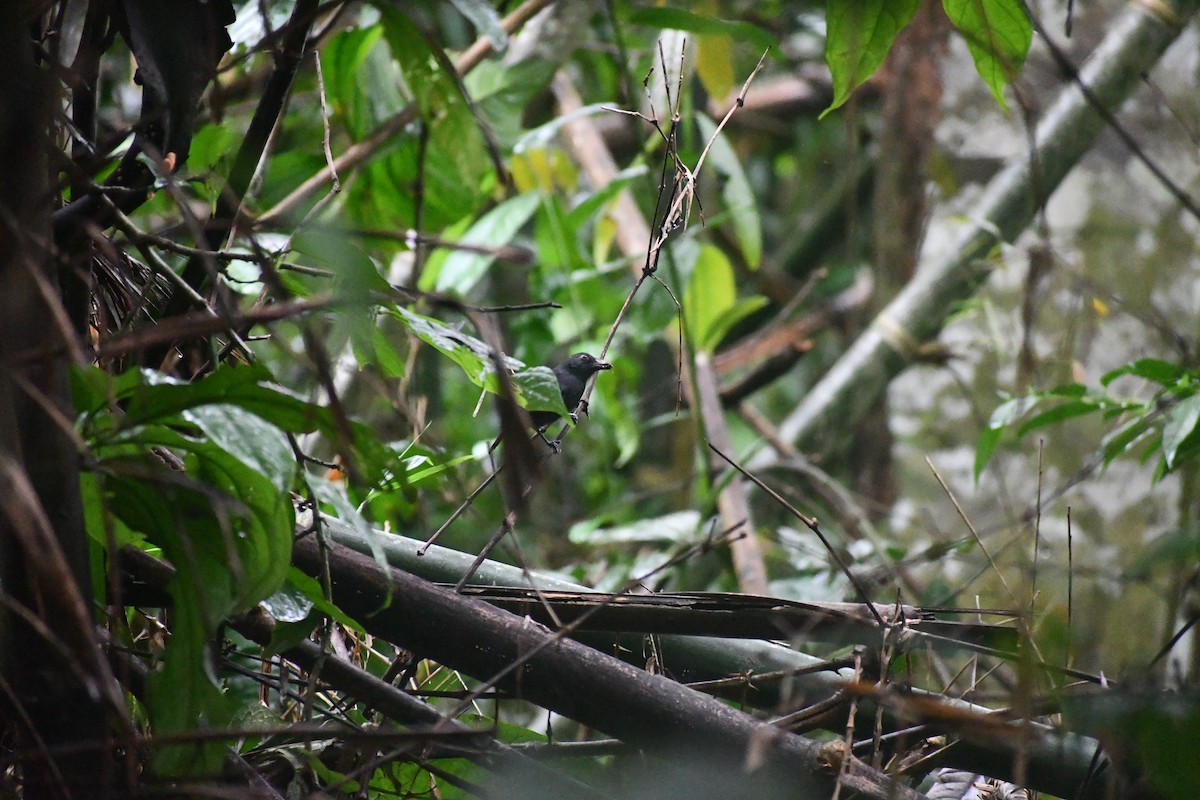 ブラジルアリドリ - ML652053550