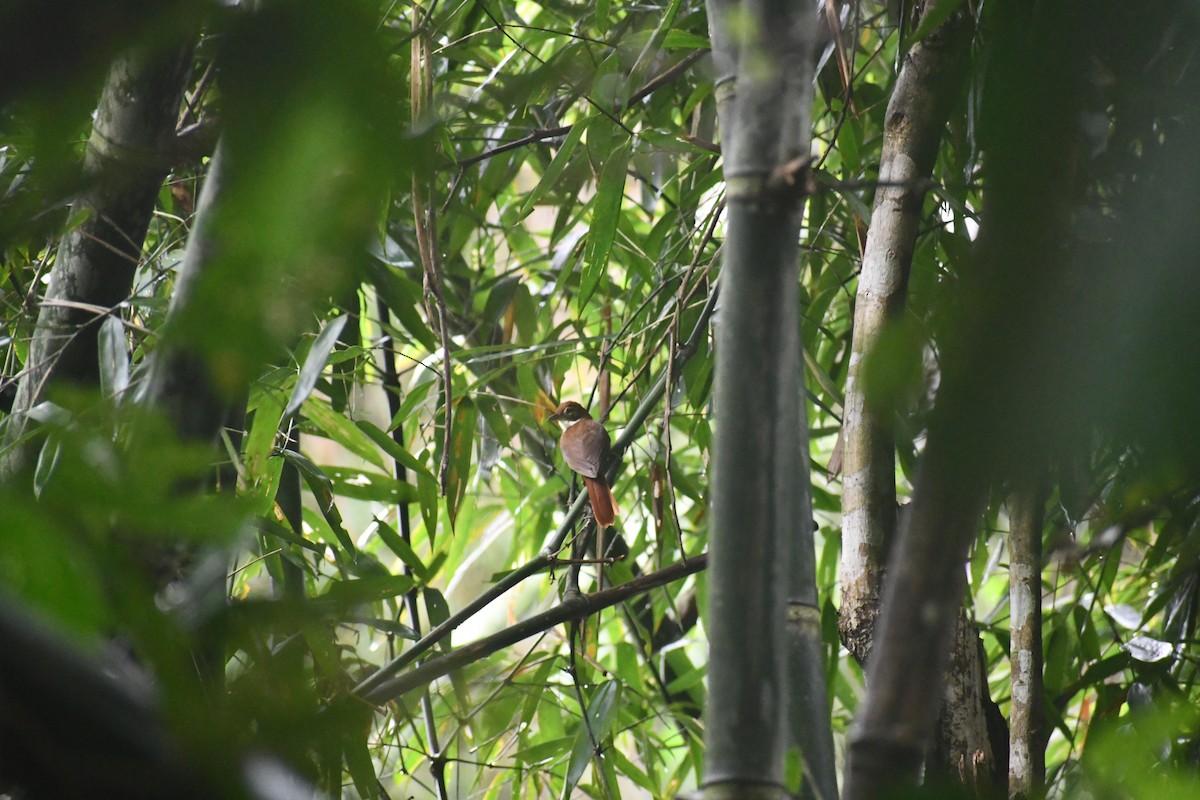 セアカハシブトカマドドリ - ML652053574