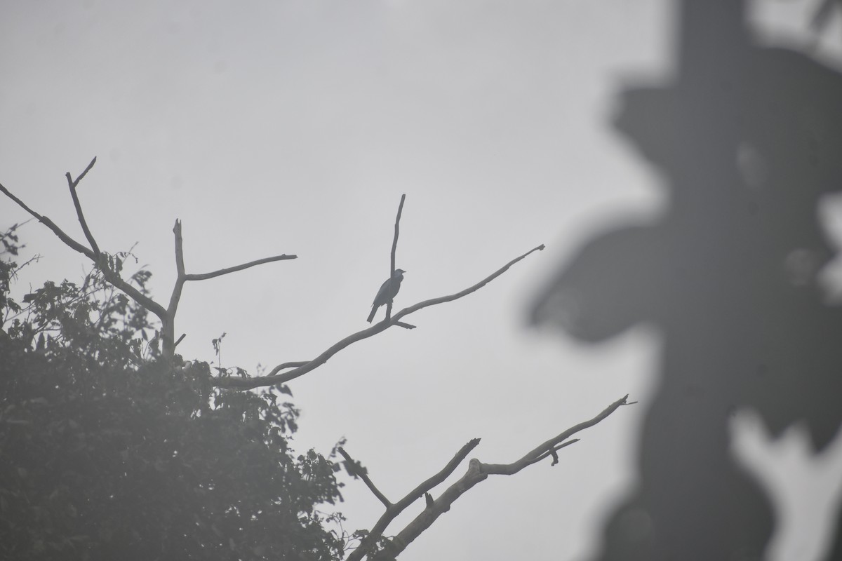 ハゲクビカザリドリ - ML652053583