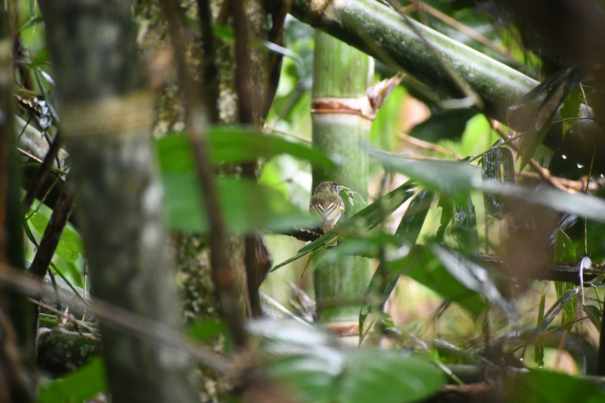 チャボウシハエトリ - ML652053599