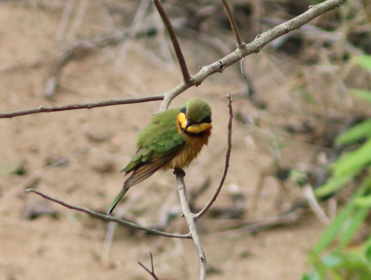 Карликовая щурка - ML652053606