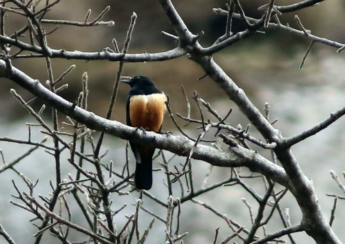 Рыжебрюхий камнелаз - ML652053685