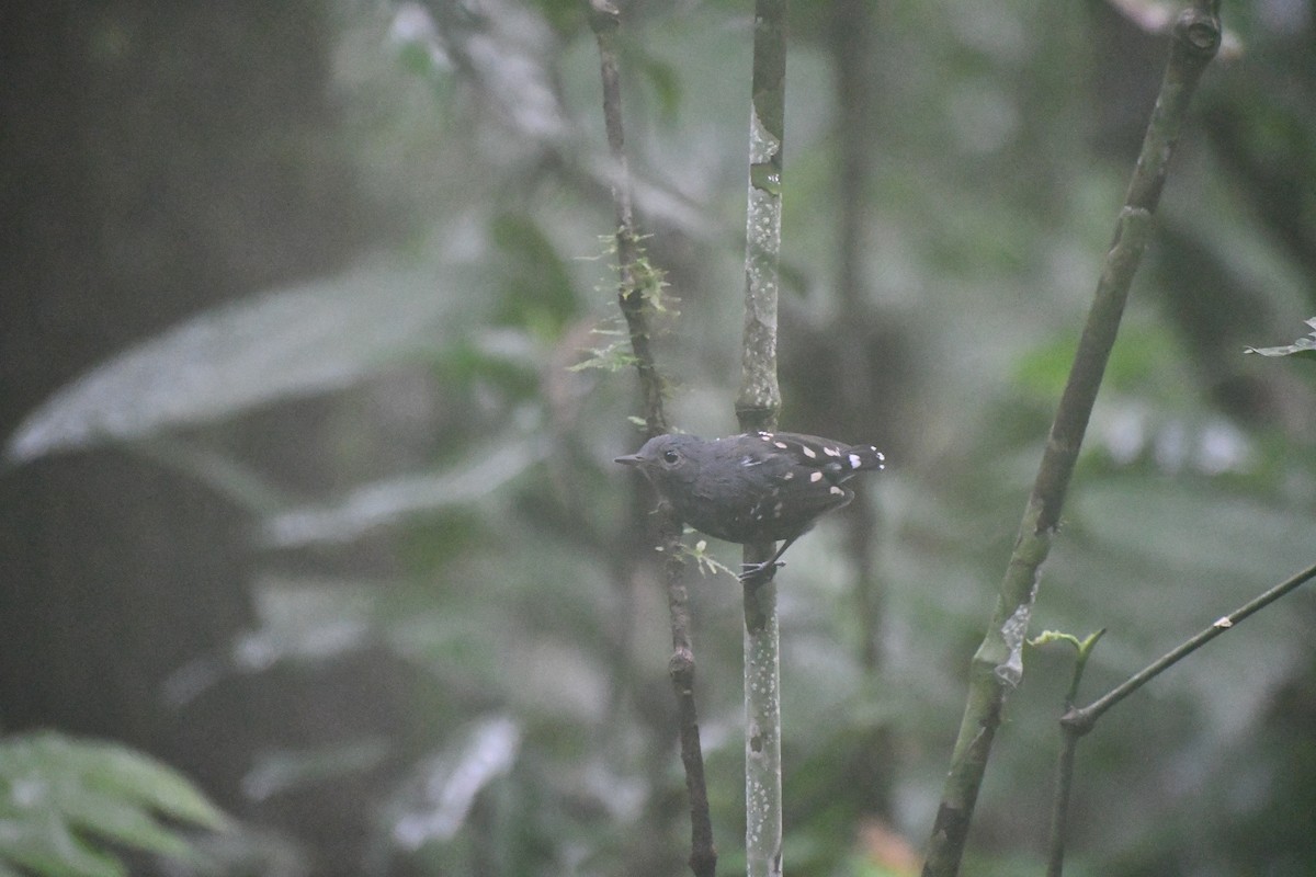 ハイムネヒメアリサザイ - ML652053691