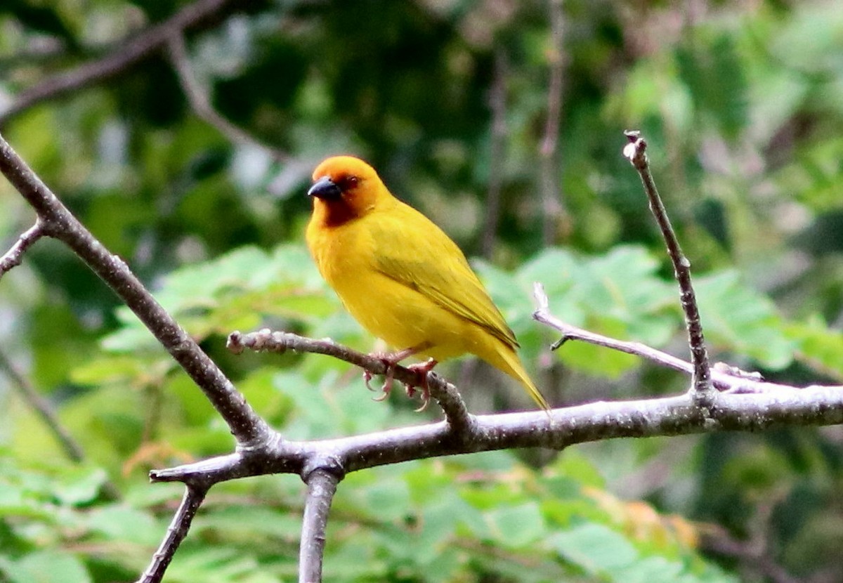 Золотистый ткач - ML652053721