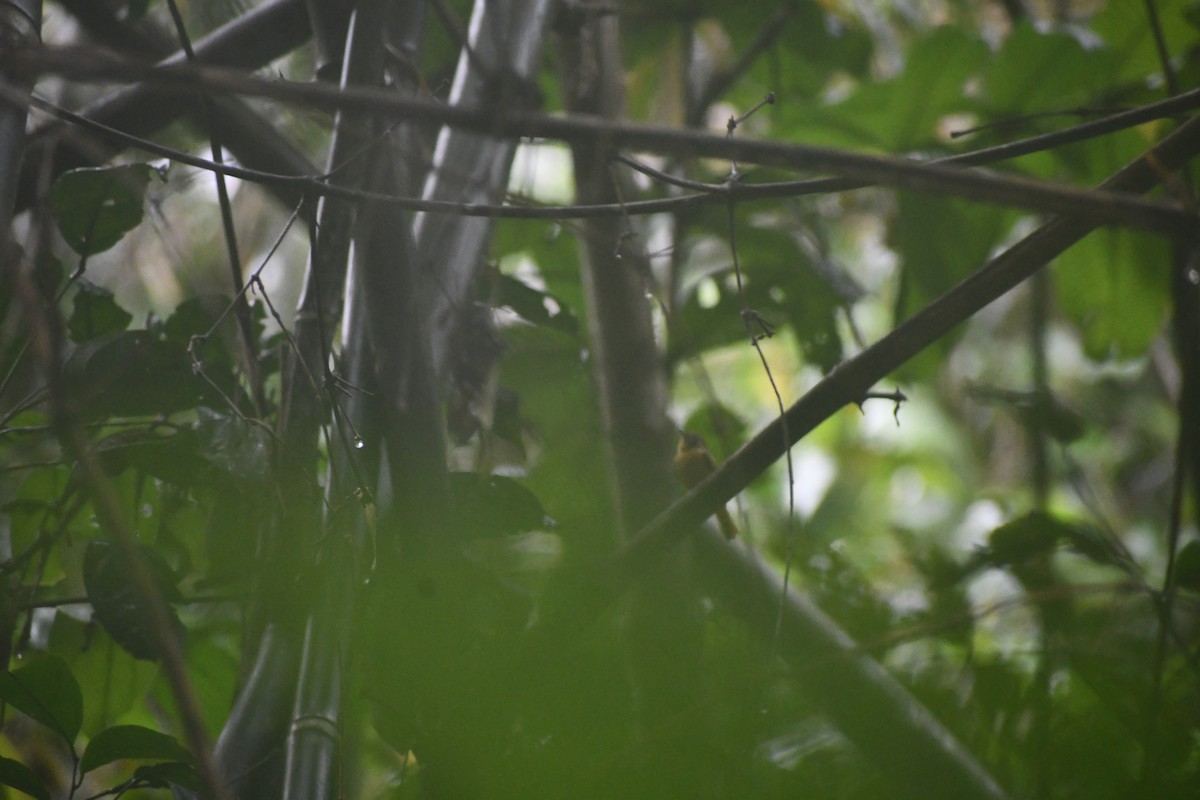 Ruddy-tailed Flycatcher - ML652053740