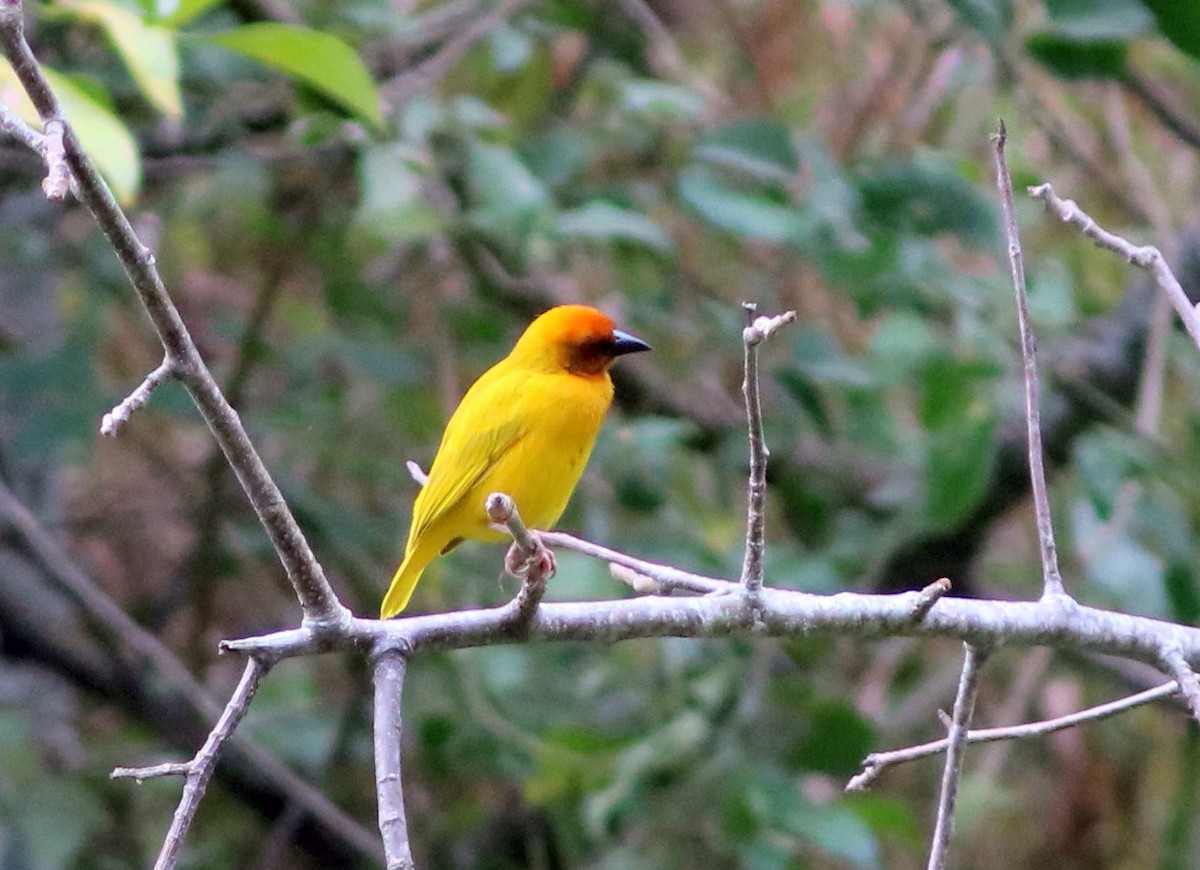 Золотистый ткач - ML652053742