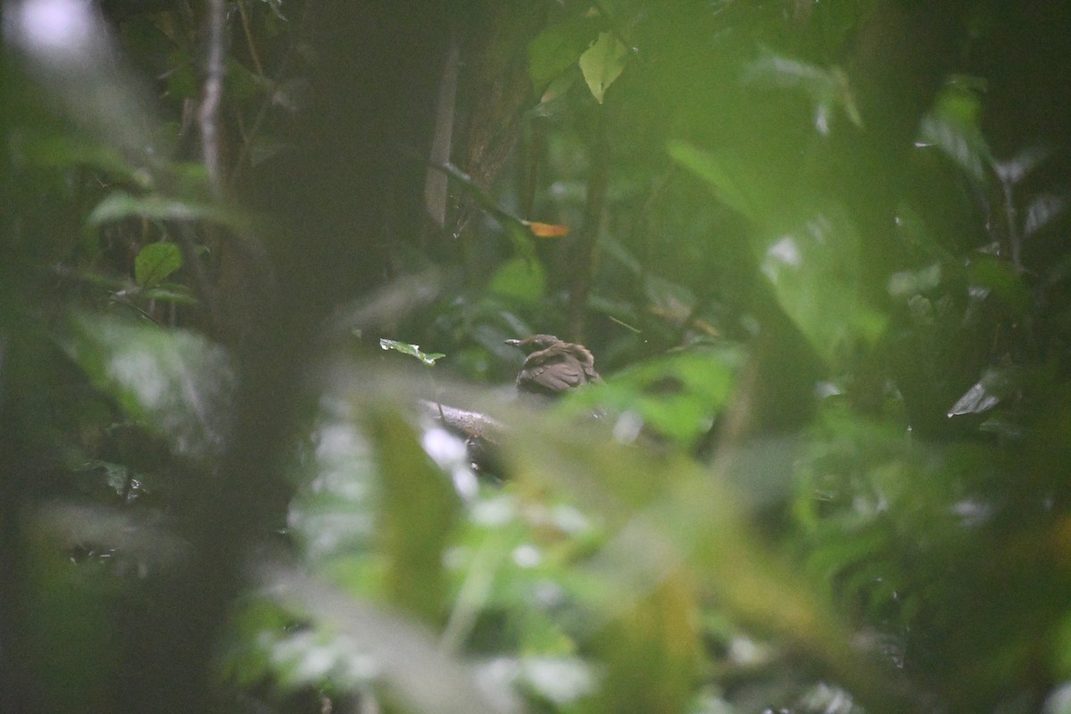 ノドジロツグミ - ML652053745