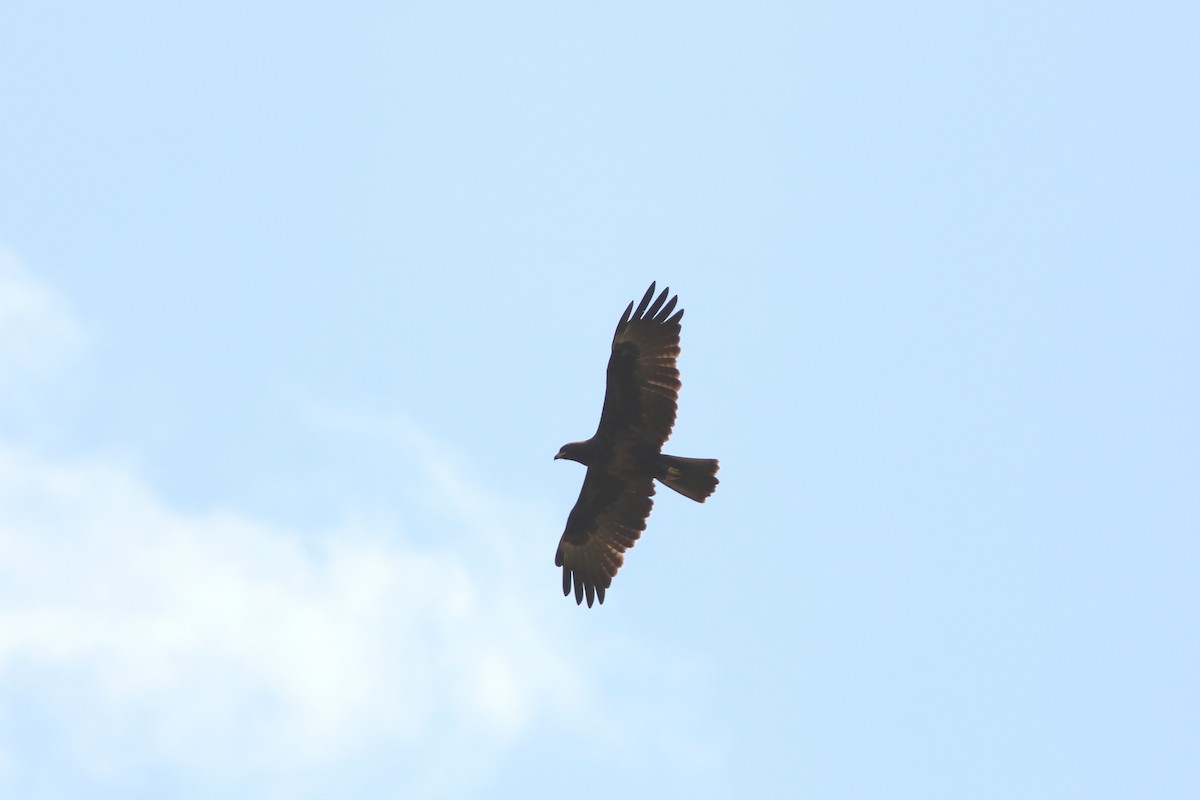 Серебристый орёл-карлик - ML652053861