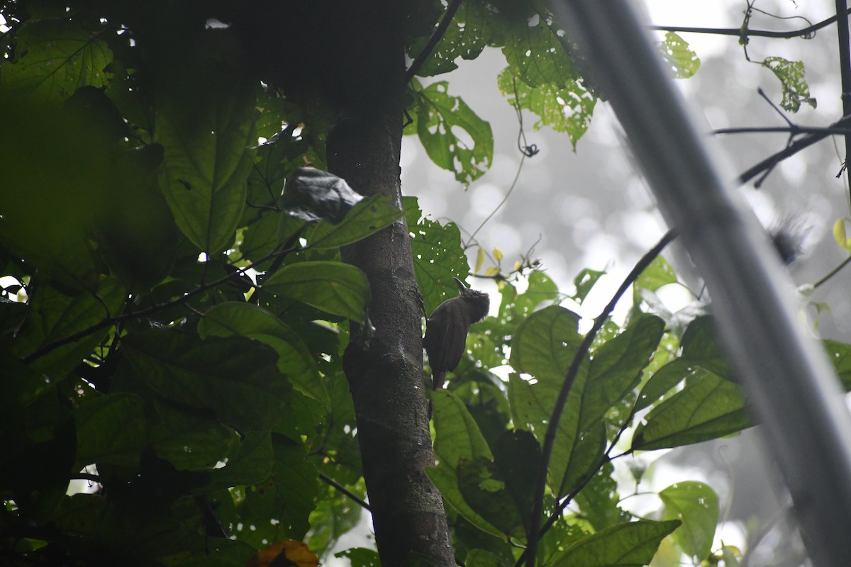 コオニキバシリ - ML652053879