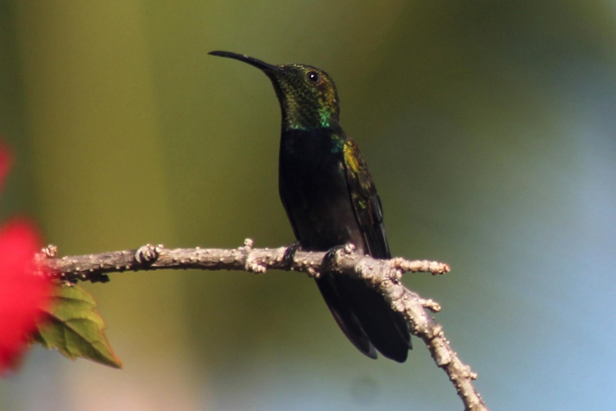 Колібрі-манго пуерто-риканський - ML652054688