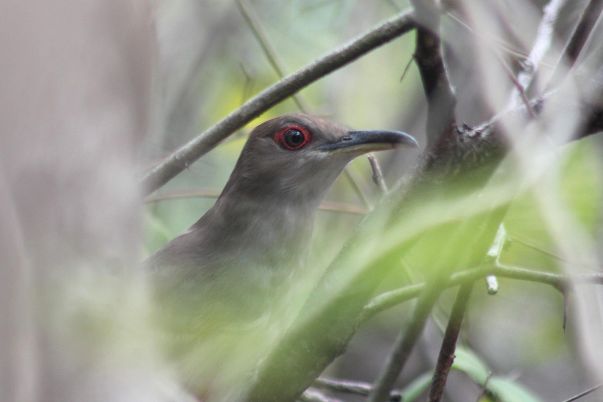 Тако пуерто-риканський - ML652054709