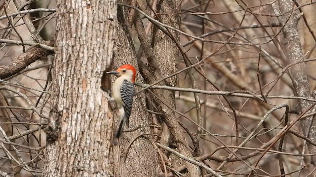 Red-bellied Woodpecker - ML652055413