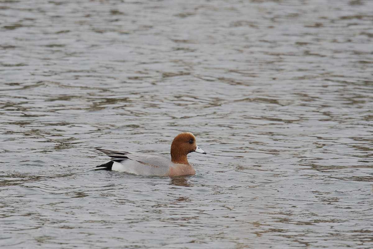 Eurasian Wigeon - ML652055513