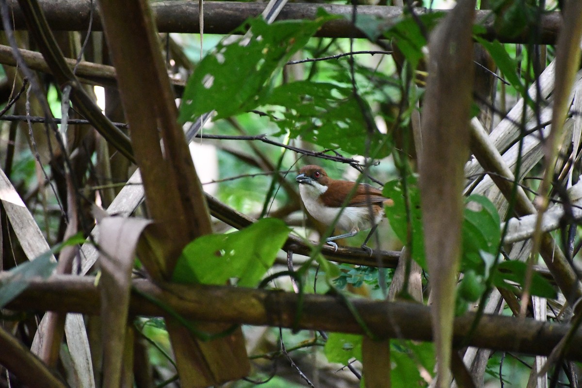 オオアリモズ - ML652055535