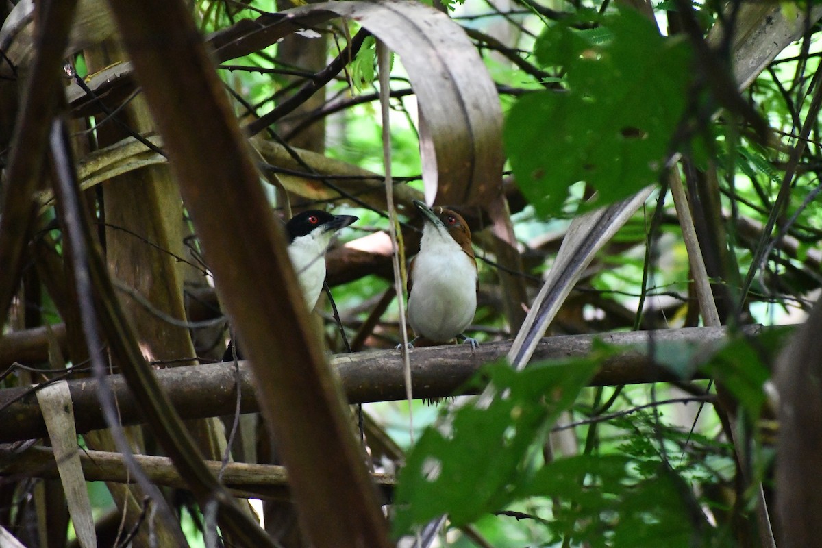 オオアリモズ - ML652055536