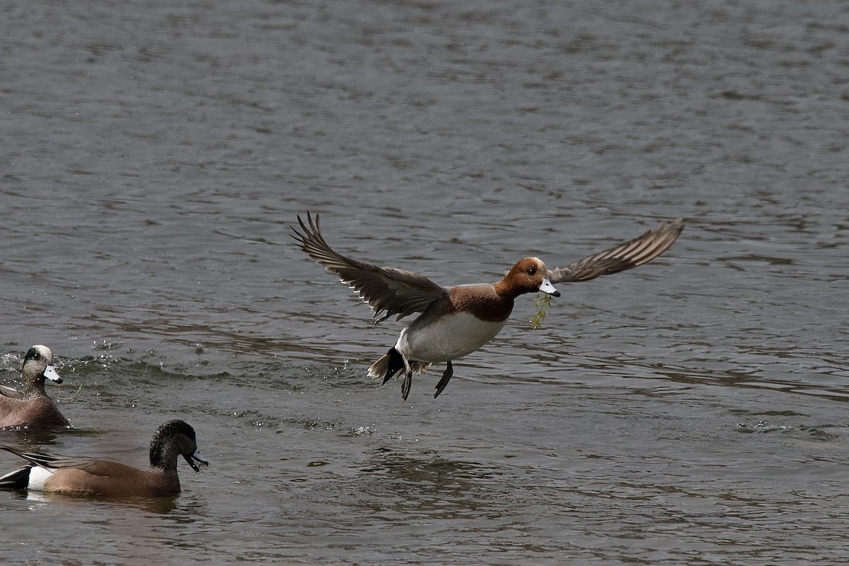 Eurasian Wigeon - ML652055559