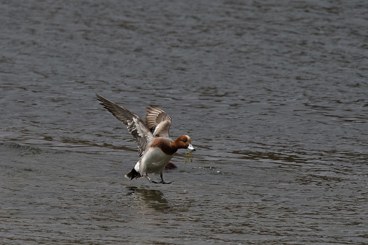 Eurasian Wigeon - ML652055560