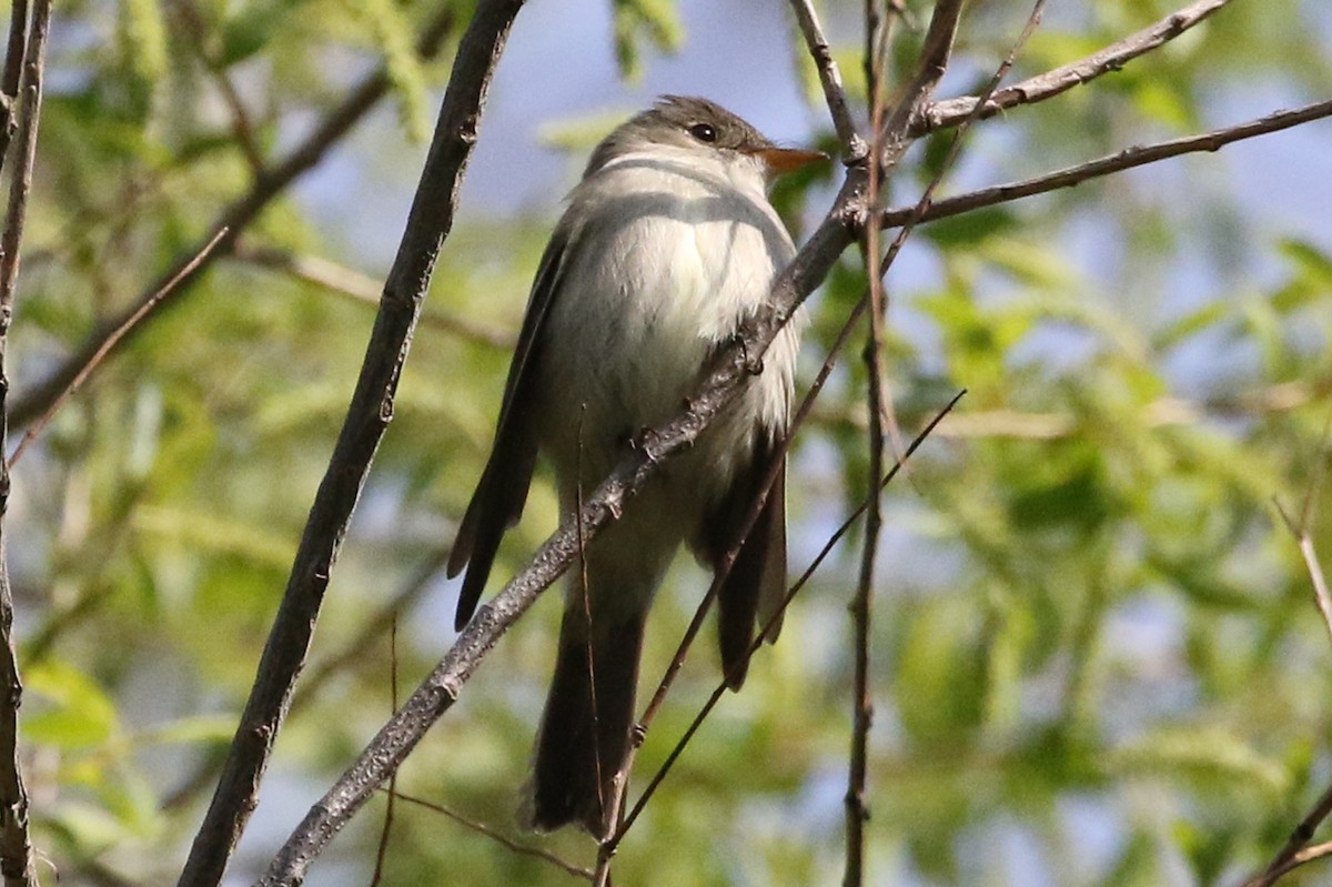 Doğulu Pivi - ML652056063