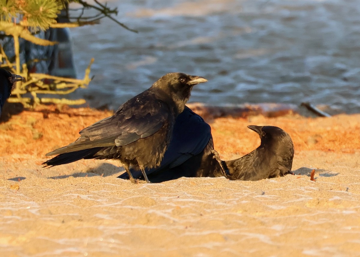 American Crow - ML652056125
