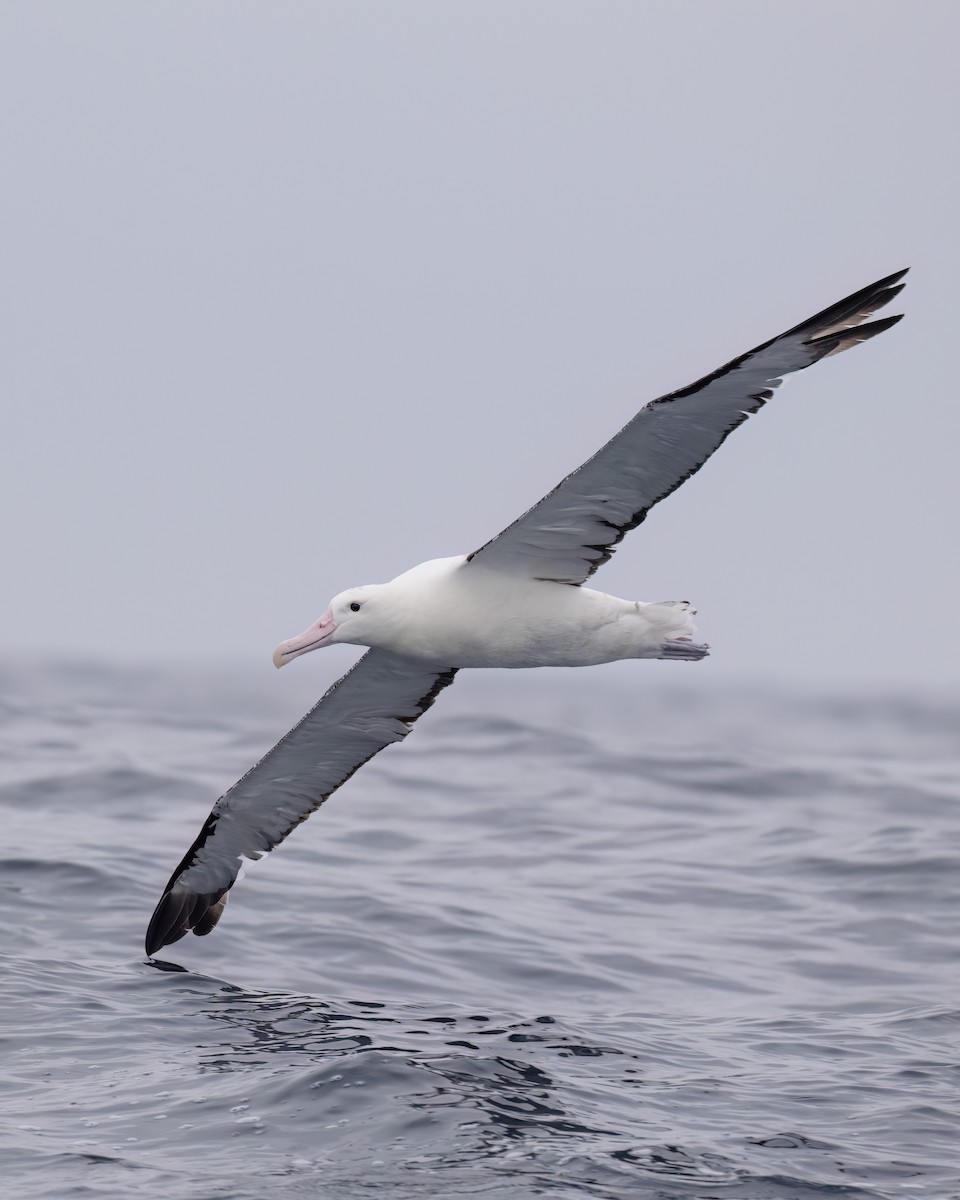 Northern Royal Albatross - ML652056202