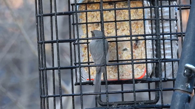 mlynařík americký - ML652056497