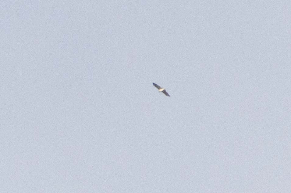 Buteo, unbestimmt - ML652056509