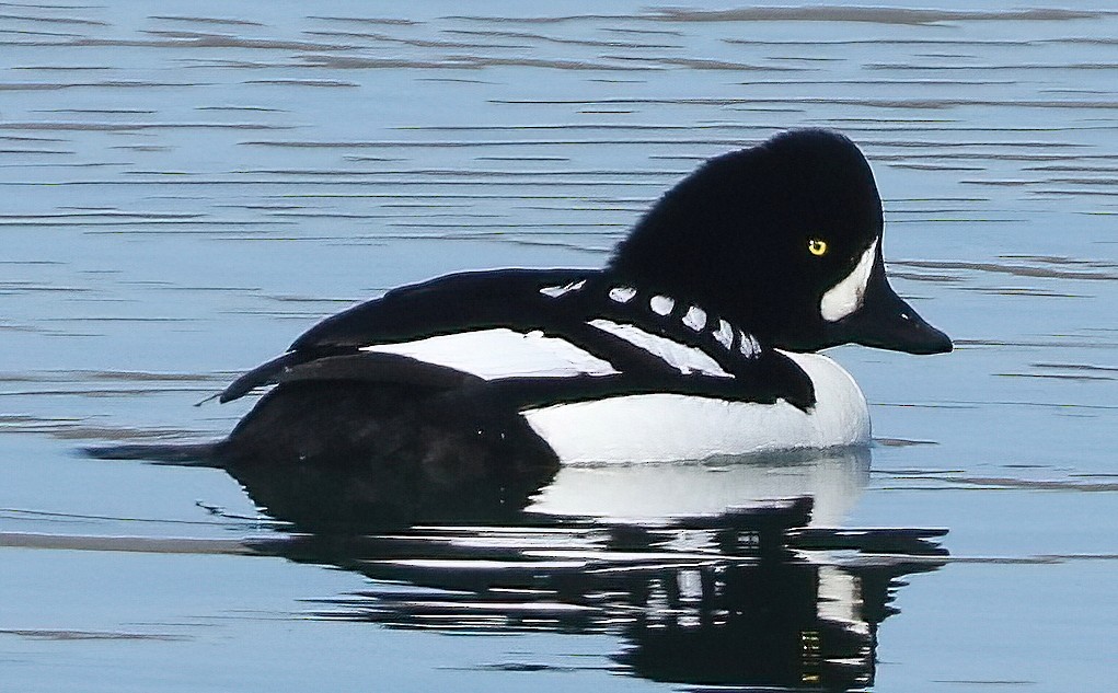 Spatelente - ML652056563